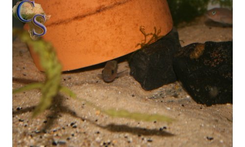 Neolamprologus falcicula cygnus